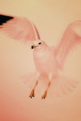 Гордая белая птица обои