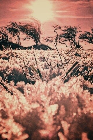 Утренний мороз обои