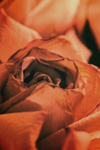 Увядающая роза обои