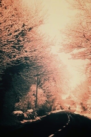 Дорога через зимний лес обои