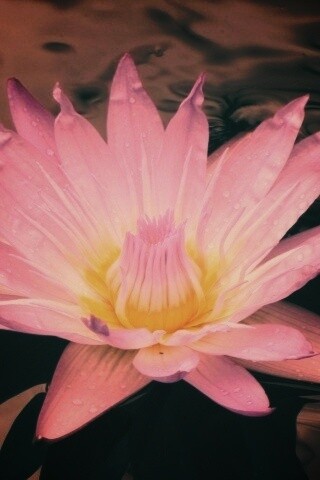 Водный цветок обои