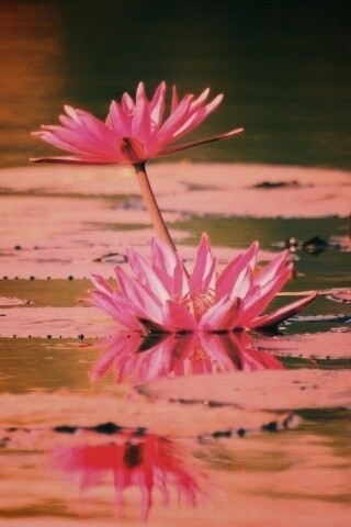 Цветущие кувшинки обои