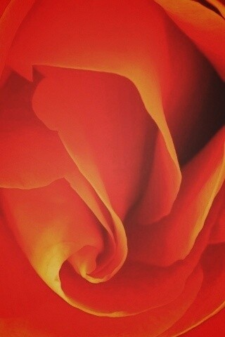 Макро фотка бутона обои