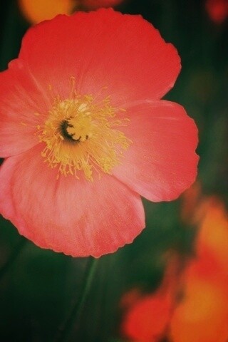 Красивый красный цветок обои