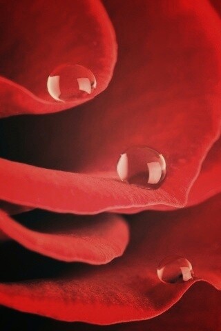 Капли росы на лепестках розы обои