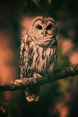 Сова на ветке обои