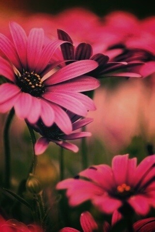 Яркие фиолетовые цветы обои