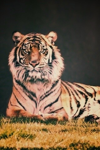 Величественный тигр обои