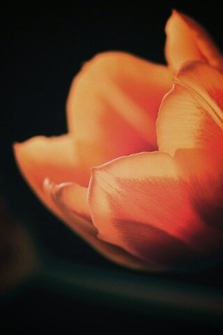 Тюльпаны в темноте обои
