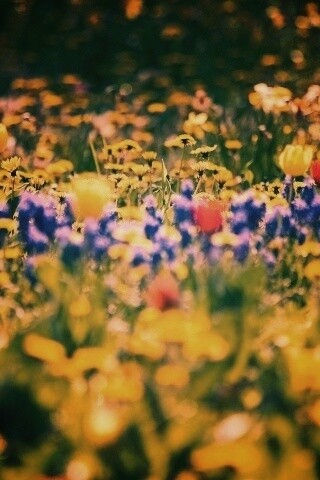 Все краски весны обои