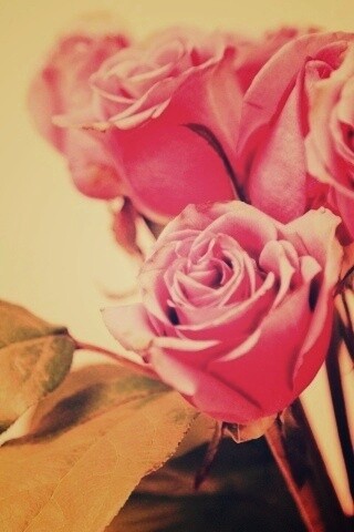 Букет розовых роз обои