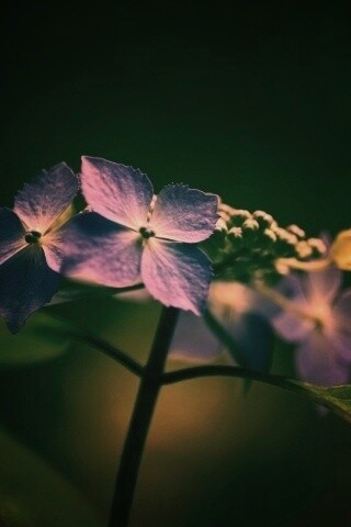 Нежно-синие цветы обои