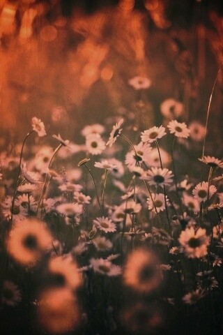 Поле ромашек обои