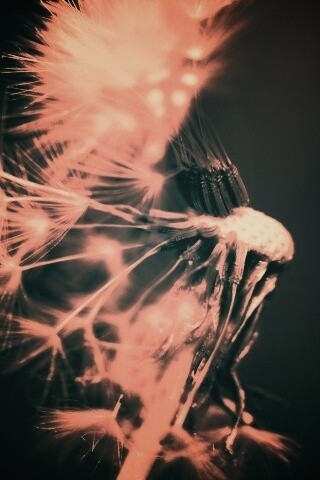 Сдутый одуванчик обои