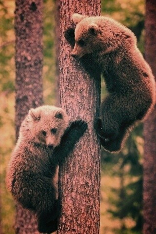 Медвежата обои