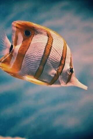 Тропическая рыбка обои