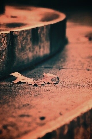 Лист на ступеньках обои