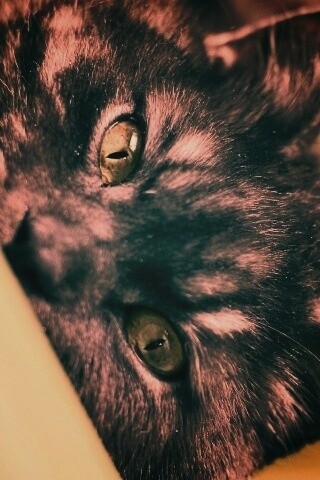 Глаза и уши обои