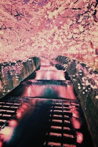 Река и цветение сакуры обои