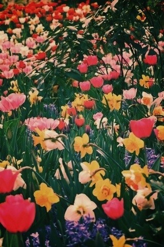 Поляна со множеством цветов обои