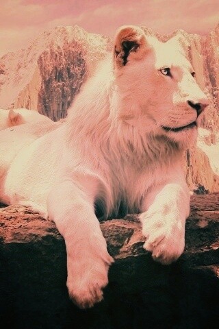Белый лев обои