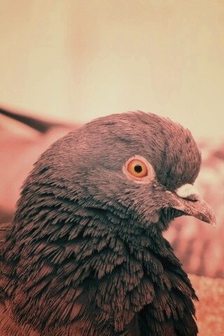 Смотрит в самую душу обои