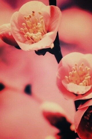 Великолепный цветок обои