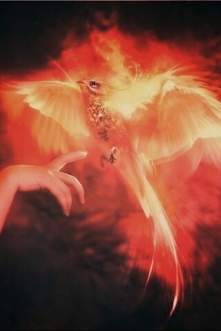 Феникс обои