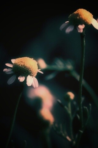 Стремный лепестун обои