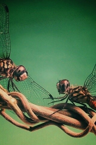 Две стрекозы обои