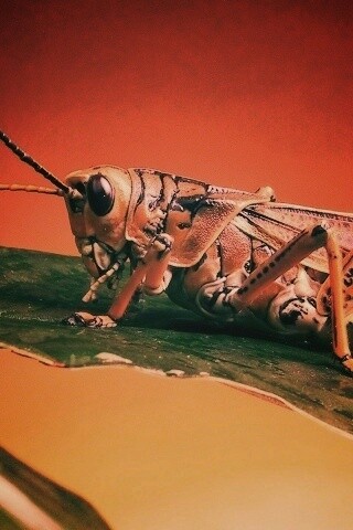 Сверчек на листе обои