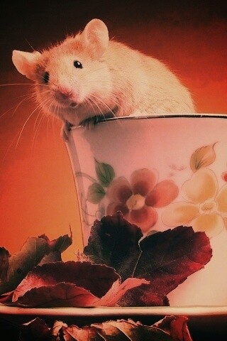 Мышонок выбирается из чашки обои