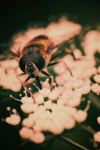 Пчела на нежный белых цветах обои