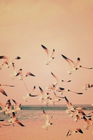 Стая взлетающих чаек обои
