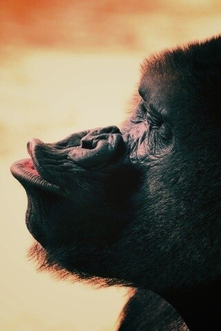 Горилла корчит рожи обои