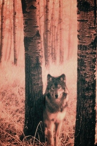Волк в лесу обои