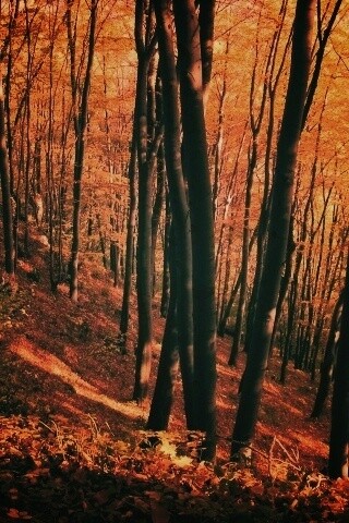 Осенний лес обои