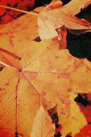 Осенние листья обои