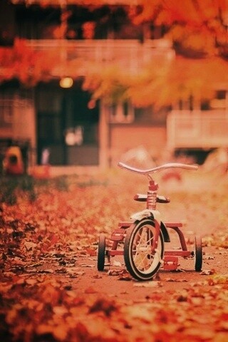 Трёхколёсный друг на осенней дорожке обои