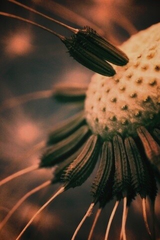 Лысеющий одуванчик обои