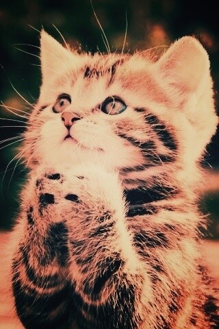 Непередаваемо прелестный котенок сложил лапки обои