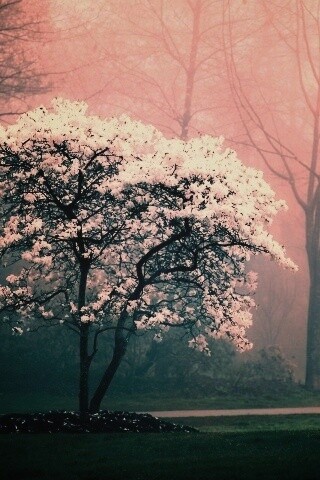 Цветущее дерево обои