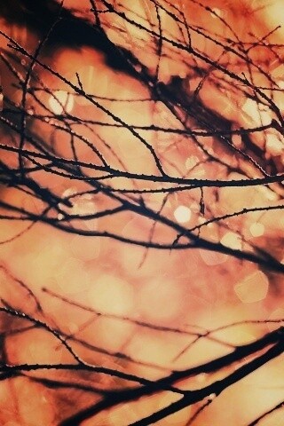 Мокрые ветви дерева обои