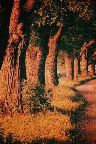 Аллея старых раскидистых деревьев обои