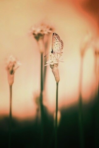 Бабочка на цветке обои