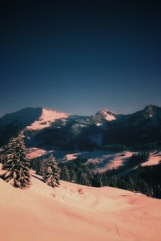 Лес в горах обои