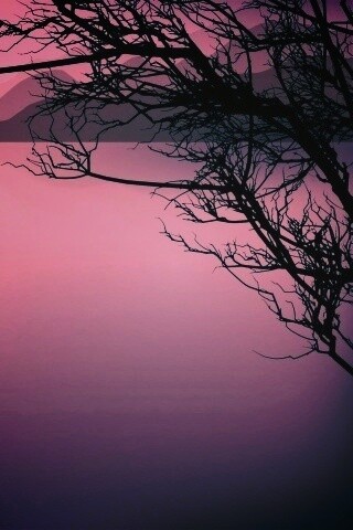 Ветка над вечерним озером обои