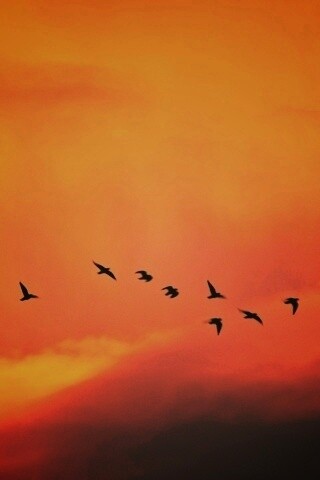 Птицы летят в закатном небе обои