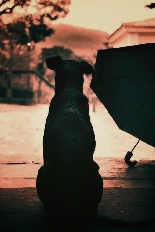 Собака и зонтик обои