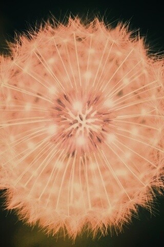 Макро фотография одуванчика обои